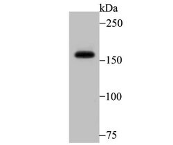 SRC1 Rabbit anti-Human, Clone: JB66-31, Novus Biologicals 100 &mu;l; Unconjugated:Antibodies,